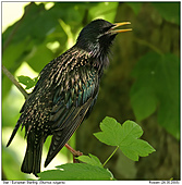 Star - Gesang für den Nachwuchs