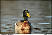 Stockente - Stockente