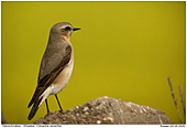 Steinschmätzer - Steinschmätzer