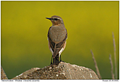 Steinschmtzer - Steinschmtzerweibchen
