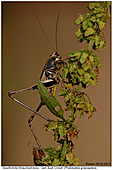 Gewöhnliche Strauchschrecke - Gewöhnliche Strauchschrecke