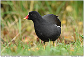 Teichralle - Teichhuhn