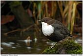 Wasseramsel - Wasseramsel