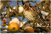 Wacholderdrossel - Wacholderdrossel