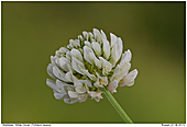 Wei-Klee - Weiklee - Blte