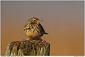 Wiesenpieper - Wiesenpieper im frhen Morgenlicht