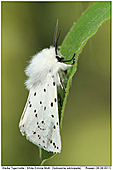 Weiße Tigermotte - Weiße Tigermotte