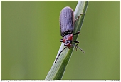 Zahnhalsiger Schnellkfer - Zahnhalsiger Schnellkfer - dunkle Variante