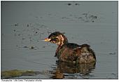 Zwergtaucher - Zwergtaucher
