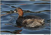 Zwergtaucher - Zwergtaucher