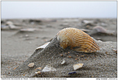 Gewhnliche Herzmuschel - Gewhnliche Herzmuschel am Strand