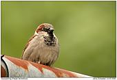 Haussperling - Haussperling - Männchen