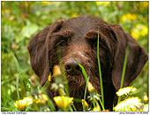 Hunde - Cilla - Deutsch Drahthaar