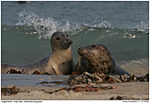 Kegelrobbe - Kegelrobben