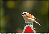 Neuntöter - Neuntöter auf Schild