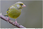 Grnfink - Grnfink Mnnchen
