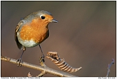 Rotkehlchen - Rotkehchen