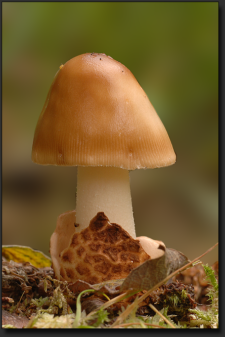 Pilz mit optimiertem Hintergrund