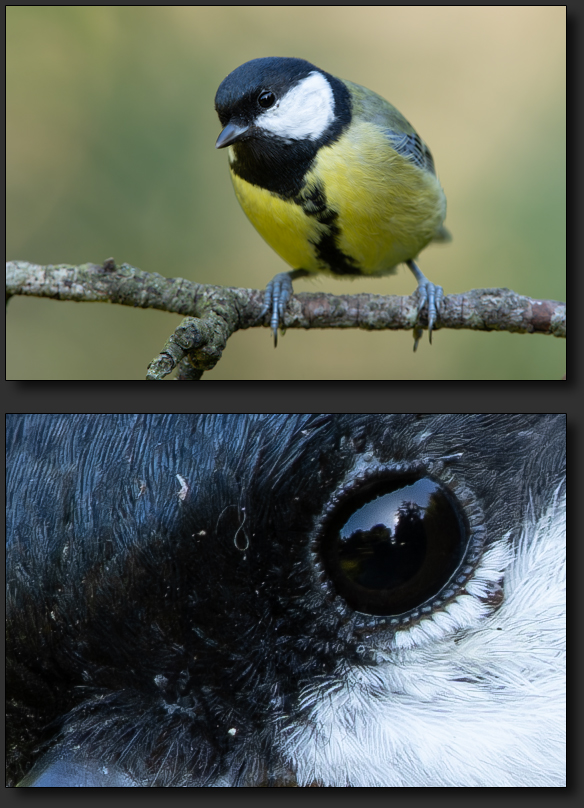 Kohlmeise bei 600mm mit 2x Extender
