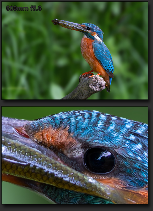 Eisvogel  mit Fisch