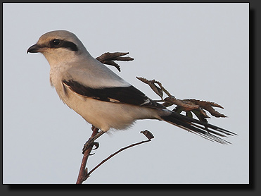 Foto : Raubwürger mit Lens2Scope observiert