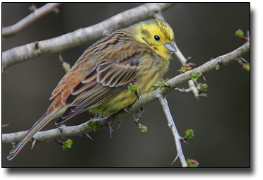 Digiscoped mit Kowa TSN-PA7