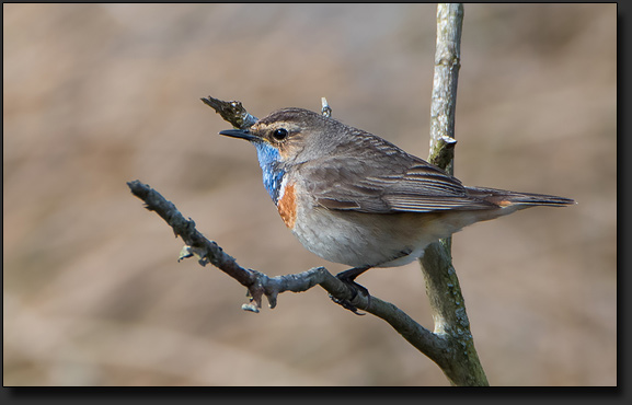 Blaukehlchen aus Tarnzelt heraus fotografiert